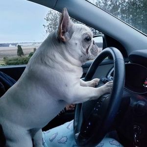 Meet your Posher, Tom